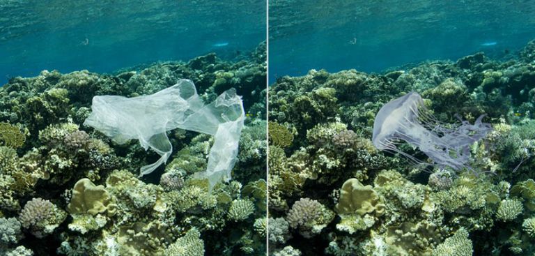 world-turtle-day-blog-post-14-05-23